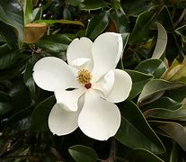 flower of the flock